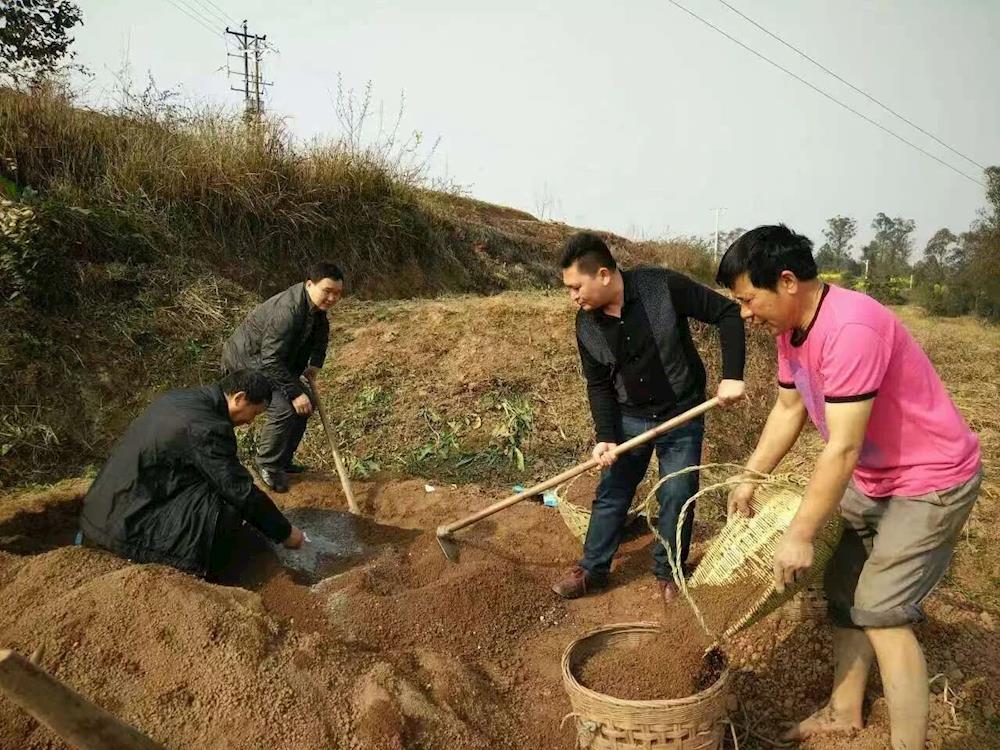 区人大代表张华彬：扎根田垄勤耕耘 绘就农业新画卷_重庆市大足区人大常委会